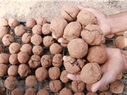 Việt Nam ứng dụng “bom hạt giống” để tái tạo hệ thực vật vùng khô hạn