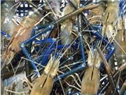 Hà Tĩnh: Xây dựng mô hình nuôi thâm canh tôm càng xanh