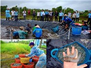 Kiên Giang: Mô hình nuôi tôm thẻ chân trắng siêu thâm canh hai giai đoạn trên hồ trải bạt