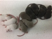 Các nhà khoa học Mỹ thành công việc chỉnh sửa gien theo ý muốn