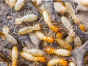 Mối giúp duy trì độ ẩm cần thiết cho cây rừng nhiệt đới