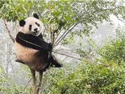 Gấu trúc đã từng ăn thịt trước khi… “ăn chay”