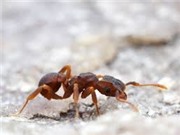 Vi khuẩn cộng sinh với côn trùng tạo ra điều kỳ diệu