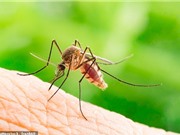 Dùng thuốc giảm trọng lượng để khống chế muỗi gây bệnh