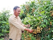 Bảo hộ chỉ dẫn địa lý “Bà Rịa – Vũng Tàu” cho sản phẩm nhãn xuồng cơm vàng