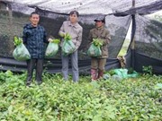 Thái Nguyên: Cấp giống chè trung du cho các hộ dân thuộc vùng chè Tân Cương