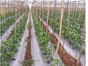 Giảm 70% lượng thuốc bảo vệ thực vật nhờ sử dụng ozone lỏng