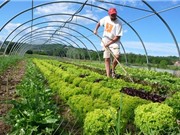 Canh tác hữu cơ: "Bí kíp" thách thức thời tiết của nông dân Ấn Độ
