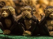 Đi tìm nguồn gốc hình tượng ba chú khỉ thông thái