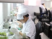 Nông nghiệp công nghệ cao Lâm Đồng: Không dễ quy hoạch