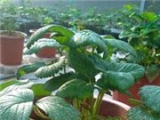 Vĩnh Phúc: Trồng thử nghiệm giống Dâu tây chịu nhiệt F1 Nhật Bản Tochiotome