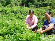 Vườn sâm dược liệu tỷ đồng từ câu chuyện dân gian