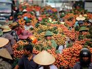 Vải thiều Lục Ngạn: Lựa chọn nào ngoài thị trường Trung Quốc?