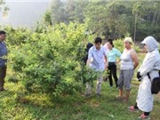 Bắc Kạn: Phát triển một số cây trồng hàng hóa tại xã Quảng Bạch, Tân Lập, huyện Chợ Đồn