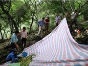 Bắc Kạn: Ứng dụng KH&CN trong tuyển chọn cây ưu tú và phát triển cây mơ vàng