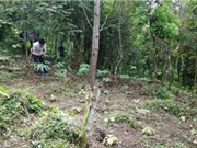 Cao Bằng: Nghiên cứu biện pháp kỹ thuật nhân giống và phát triển cây thất diệp nhất chi hoa