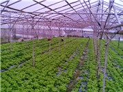 Nông nghiệp công nghệ cao: Cần góc nhìn tỉnh táo