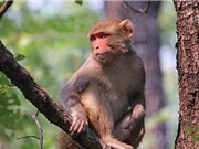 Tại sao loài linh trưởng vẫn còn tồn tại chứ không tiến hóa hết thành con người?