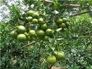 Đồng Nai: Ứng dụng tiến bộ kỹ thuật nâng cao năng suất quýt đường tại huyện Định Quán