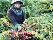 Việt Nam có thể cắt giảm phát thải carbon, giảm thiểu thiệt hại 2,3 tỷ USD vào năm 2030