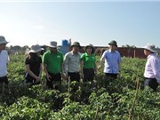 Thái Bình: Một số mô hình ứng dụng KH&CN vào sản xuất