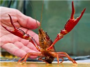 Sinh vật ngoại lai: Lợi và hại