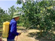 Nghệ An: Thử nghiệm, ứng dụng 1 số loại thuốc có nguồn gốc sinh học vào phòng trừ 1 số đối tượng sâu bệnh hại trên cây cam