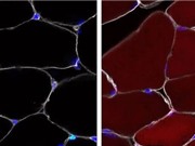 Tế bào gốc có thể được chỉnh sửa gene ngay bên trong cơ thể sinh vật sống