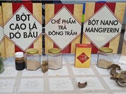 Sản xuất thành công trà thảo dược từ lá xoài và dó bầu bảo vệ sức khỏe
