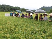 Bắc Kạn: Kiểm tra mô hình trình diễn giống lúa chất lượng cao tại huyện Bạch Thông.