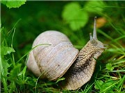 Mỹ bào chế loại keo dính mới mô phỏng nhớt của ốc sên