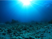 MIT: Vượt qua “ngưỡng carbon” có thể dẫn đến tuyệt chủng hàng loạt