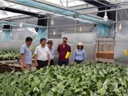 Quảng Trị: Hy vọng mới cho nhiều giống cây mang lại hiệu quả kinh tế cao tại Sa Mù, Hướng Hóa