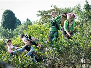 Liên kết KH&CN trung du miền núi phía Bắc: Cần sớm có lời giải