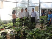 Mơ khởi nghiệp thảo dược