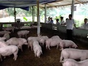 Hải Phòng: Ứng dụng công nghệ xử lý môi trường cho các trang trại chăn nuôi tập trung