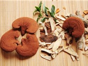 Bắc Giang: Ứng dụng công nghệ mới trong nhân giống và sản xuất nấm ăn, nấm dược liệu