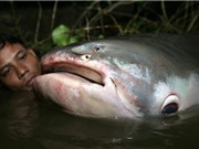 Cá nước ngọt lớn ở sông Mekong gần như tuyệt chủng