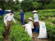 Bắc Kạn: Kiểm tra dự án phát triển cây chè và cây lê tại các huyện: Ba Bể, Chợ Mới, Pác Nặm, Ngân Sơn