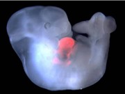 Chimera lai khỉ-người đầu tiên: Từng bước phá rào đạo đức khoa học?
