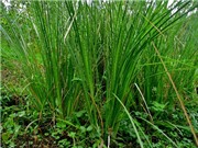 Quảng Bình: Mô hình nhân giống và trồng cây hương bài dưới tán rừng