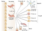 Cơ chế hoạt động của tế bào gốc trung mô trong điều trị bệnh