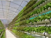 Vì sao trồng cây trong nhà kính có thể gây ảnh hường nặng nề đến môi trường?