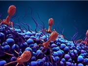 Virus hướng đích - vũ khí chống nhiễm trùng không cần kháng sinh