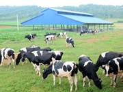 Kiểm soát dịch bệnh: Thách thức lớn nhất của ngành chăn nuôi Việt Nam