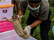 Thương mại động vật hoang dã gây suy giảm loài nghiêm trọng
