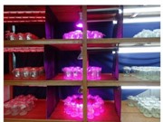 An Giang: Nghiên cứu ảnh hưởng của các loại đèn LED và thời gian chiếu sáng đến sự sinh trưởng, phát triển trên cây hoa chuông trong nuôi cấy mô