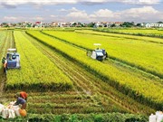 Khuyến khích tập trung, tích tụ đất nông nghiệp