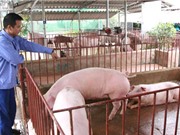 Mức tăng tỉ trọng chăn nuôi mới đạt một nửa