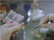Hoàn thiện công nghệ sản xuất cá cá chim vây vàng quy mô công nghiệp